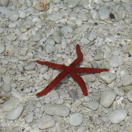 Apartamento Ammodares *