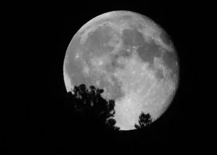 Ammodares * 里科索翁